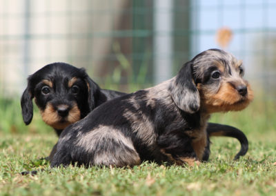 Cucciolata “O” di Casa Mainardi