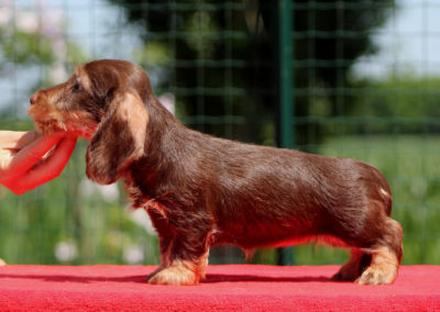 cucciolo bassotto pelo duro cioccolato