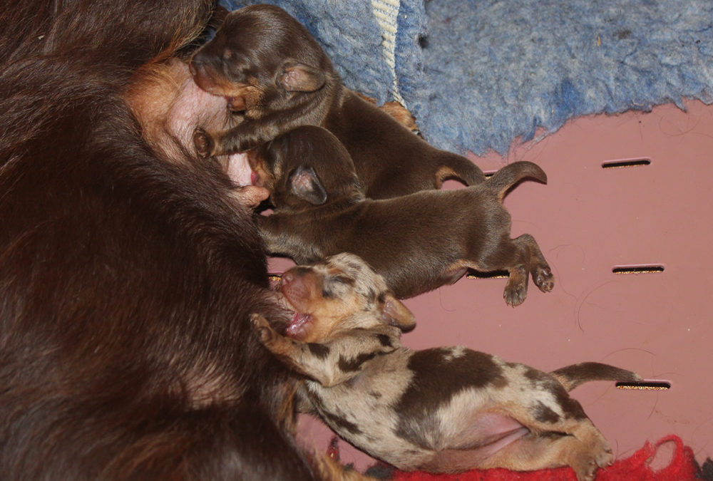 Ben arrivati cuccioli “L” di Casa Mainardi