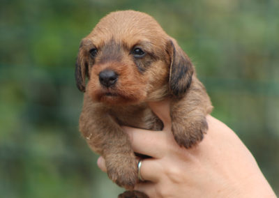 cucciolo bassotto tedesco pelo duro colore foglia secca taglia nana