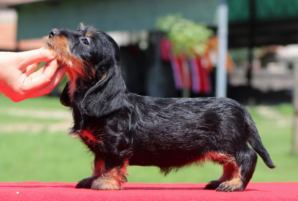 Nuove foto dei cuccioli “O”