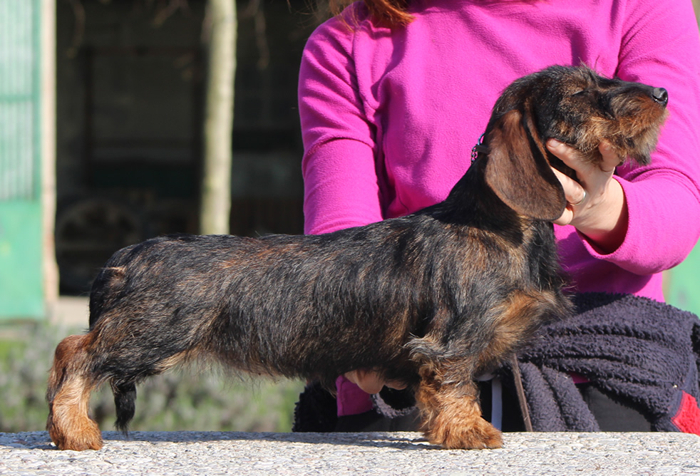 Cuccioli disponibili