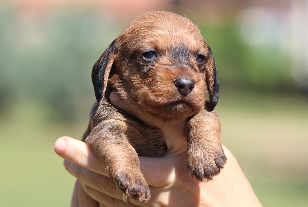 Prime foto dei cuccioli “P”