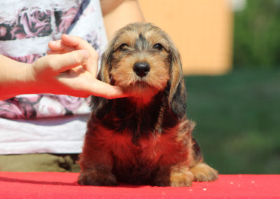 foglia secca cucciolo bassotto pelo duro