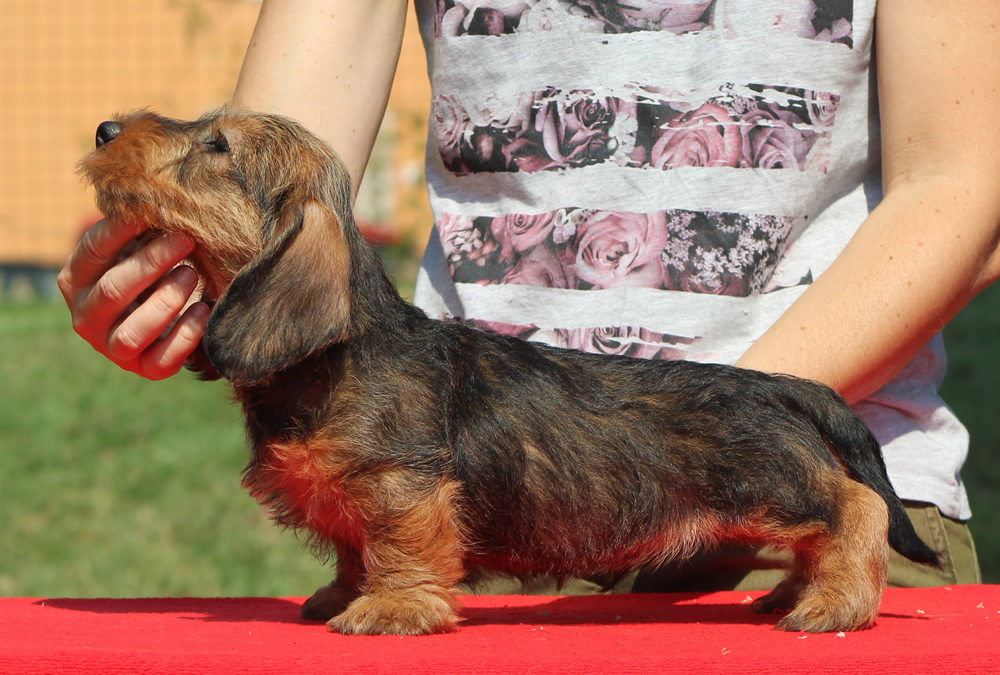 Nuove foto dei cuccioli “P”