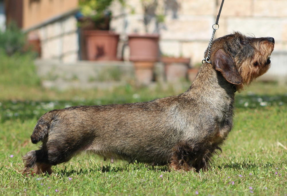 bassotto tedesco pelo duro nano cinghiale