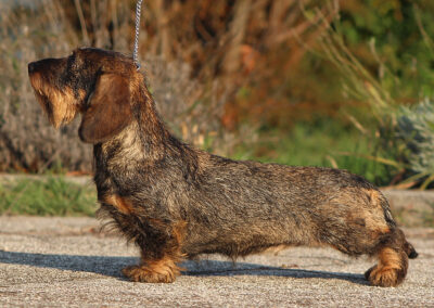 basstotto taglia nana colore cinghiale