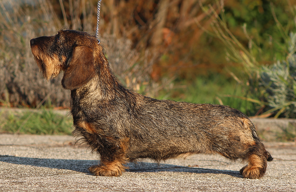 basstotto taglia nana colore cinghiale