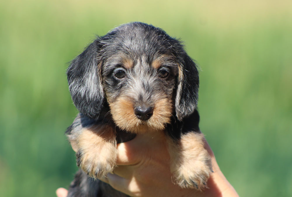 Nuove foto dei cuccioli!