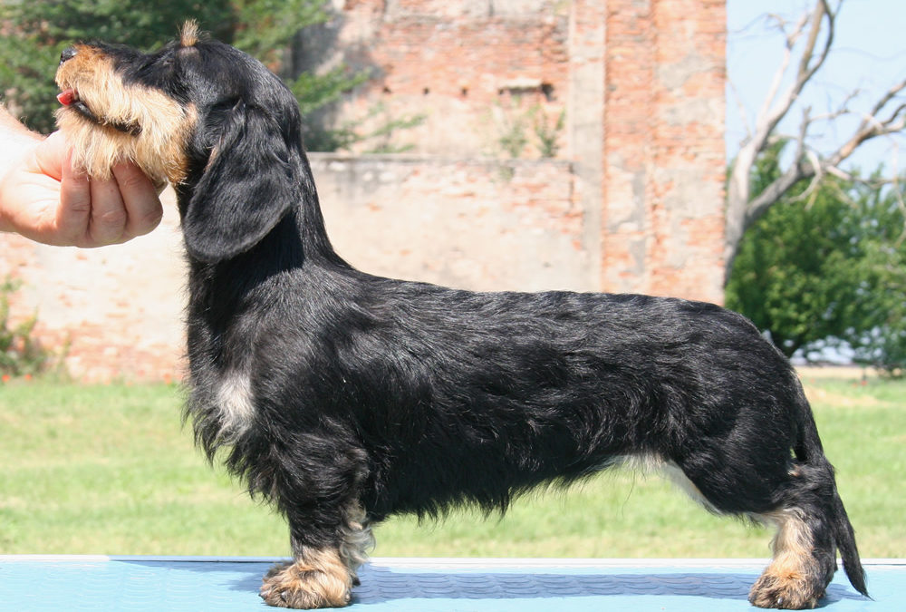 Bambolina e Barracuda di Casa Mainardi