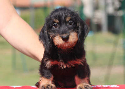 Cucciolata “U” di Casa Mainardi