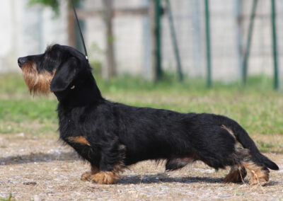 bassotto kaninchen pelo duro nero focato