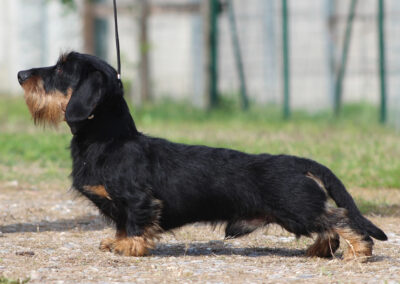 bassotto kaninchen pelo duro nero focato