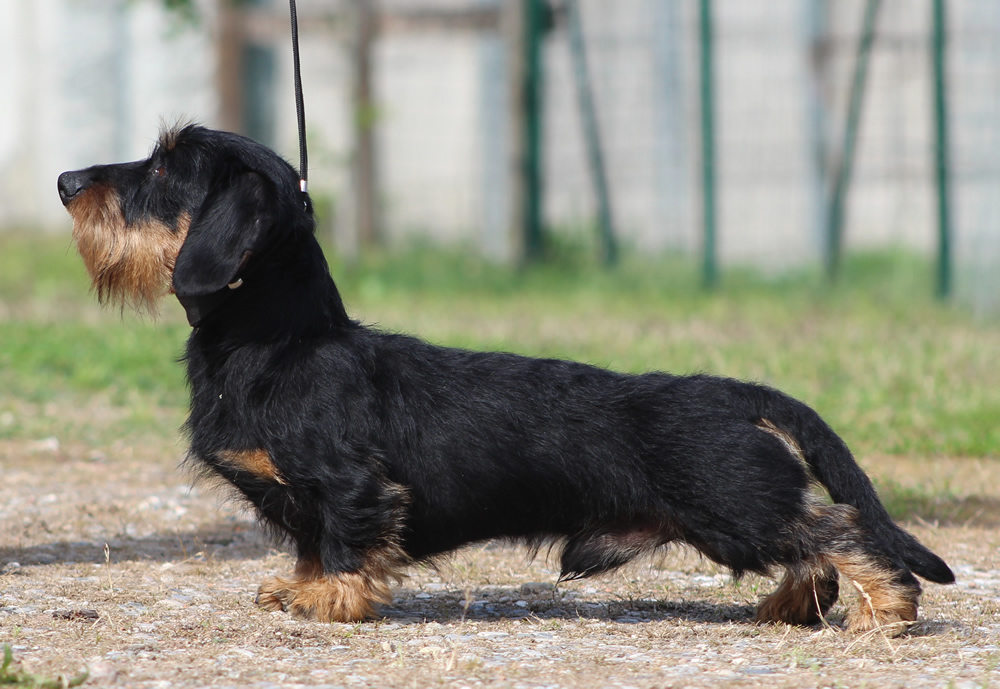 bassotto kaninchen pelo duro nero focato