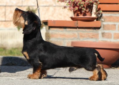 bassotto nero focato pelo duro