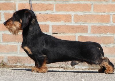 bassotto nero focato pelo duro