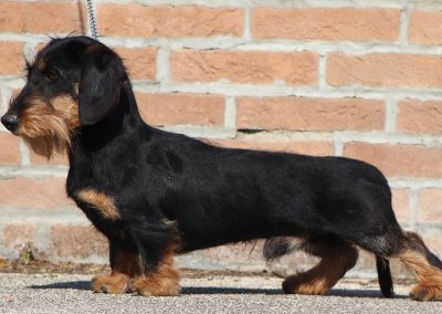 bassotto nero focato pelo duro