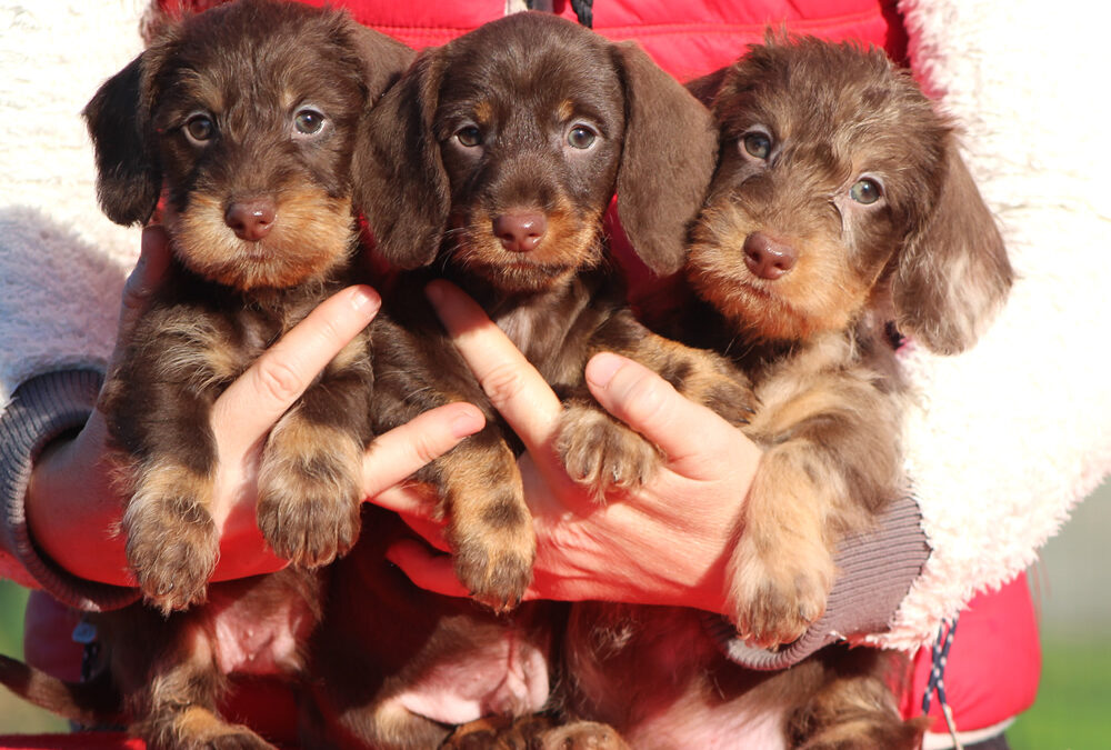 Cuccioli “C” e “D” di Casa Mainardi