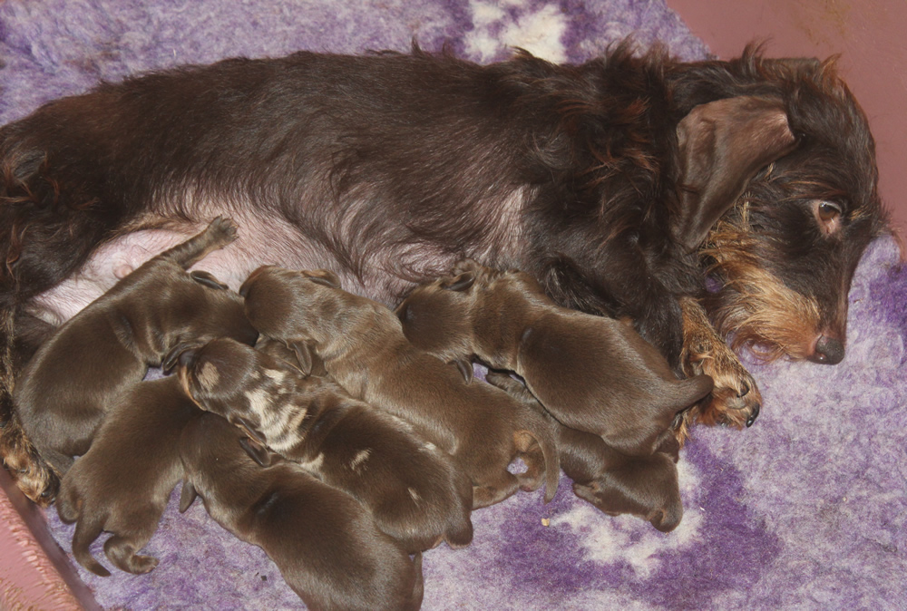 Ester e i cuccioli “C” di Casa Mainardi
