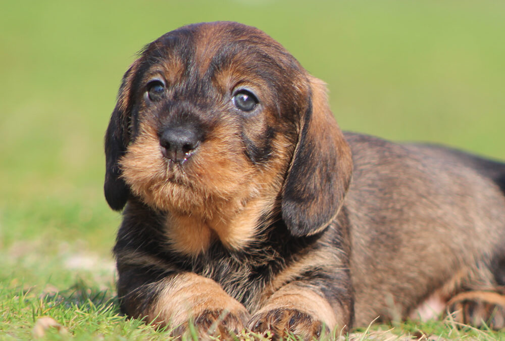 Nuove foto dei cuccioli “A” e “B”