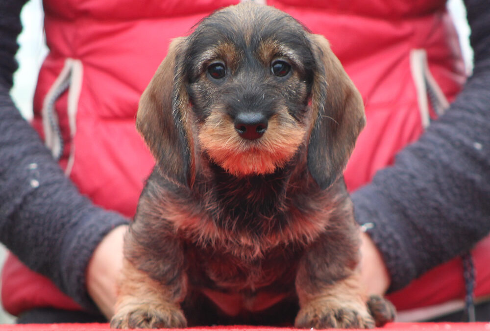 Cuccioli “B” di Casa Mainardi