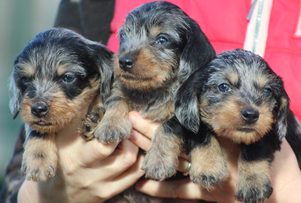 Cuccioli “F” di Casa Mainardi