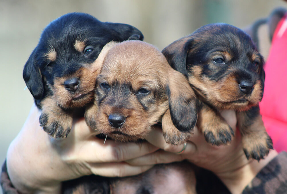 Cuccioli “H” di Casa Mainardi