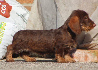 Cucciolata “I” di Casa Mainardi