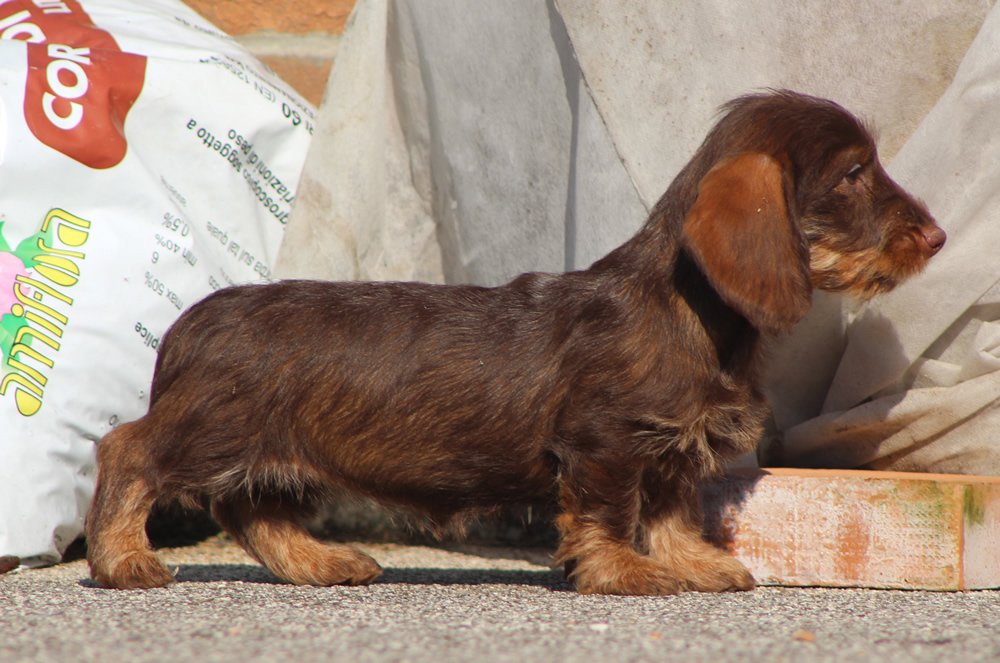 Cucciolata “I” di Casa Mainardi