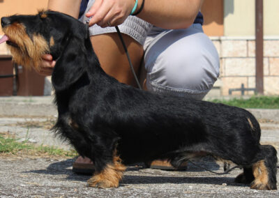 bassotto pelo duro nero focato