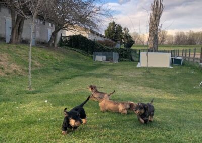 cane da pastore bergamasco