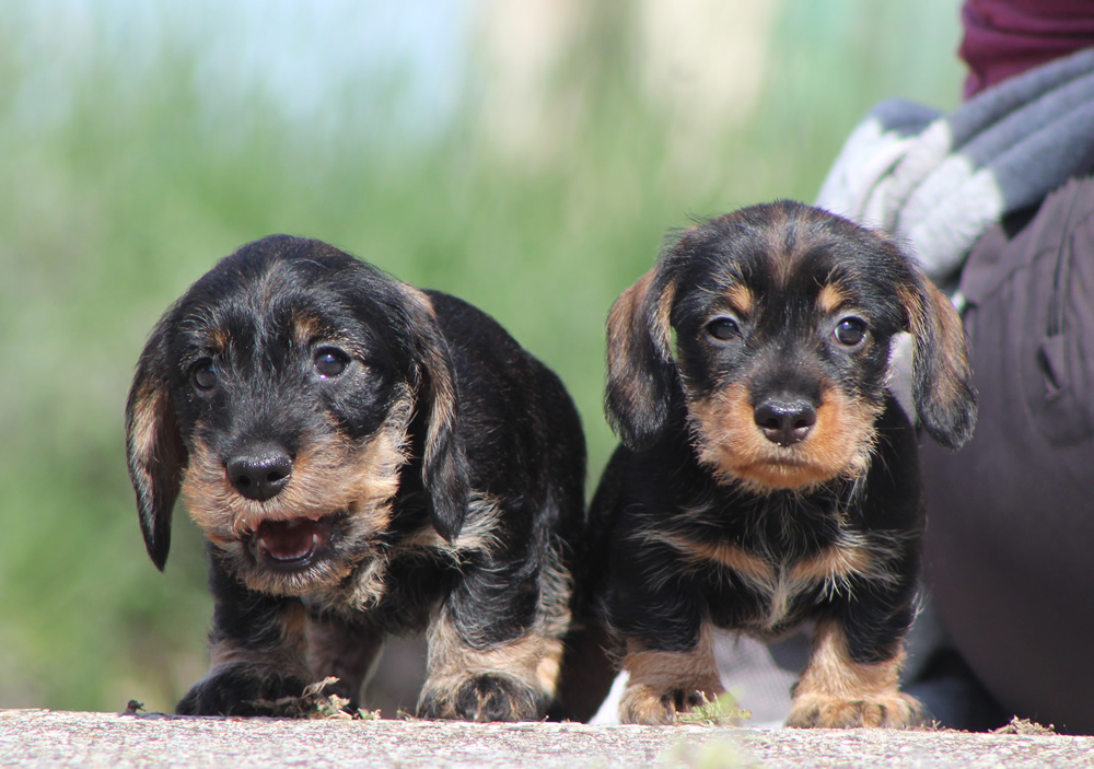 cuccioli “M” di Casa Mainardi