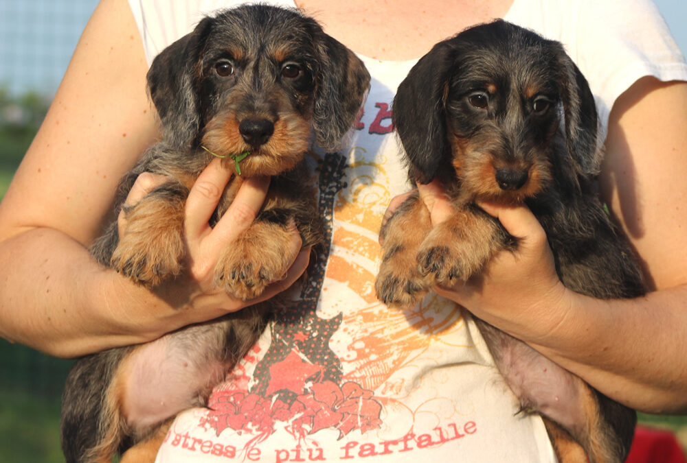 Cucciolata “N” di Casa Mainardi