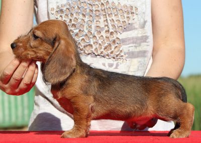 Cucciolata “O” di Casa Mainardi