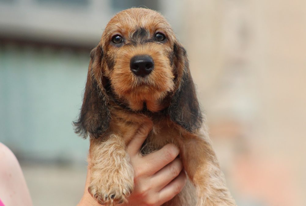 Cuccioli “Q” di Casa Mainardi