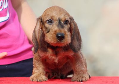 Cucciolata “Q” di Casa Mainardi