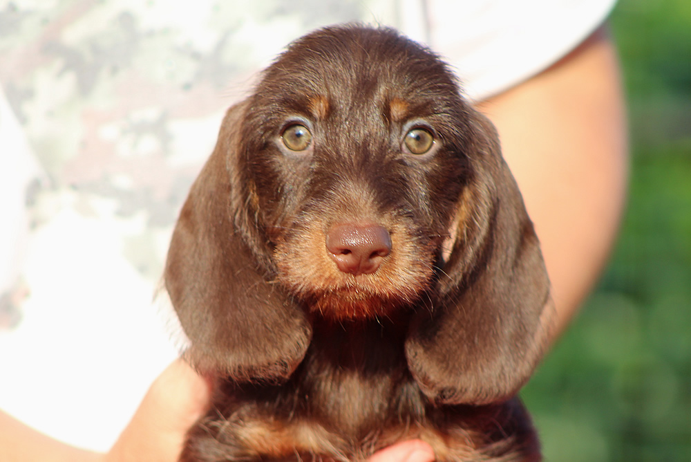 Cuccioli “R” di Casa Mainardi