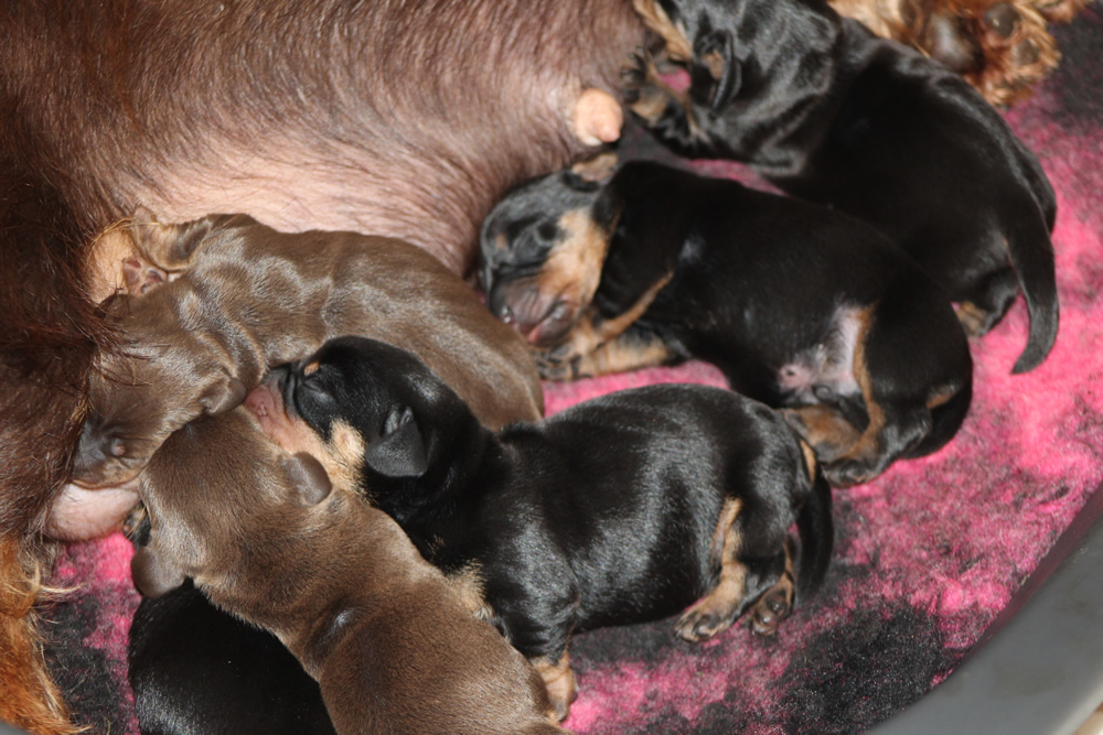 cuccioli “T” di Casa Mainardi – 3 giorni