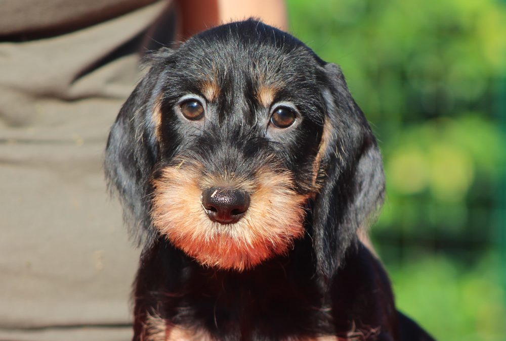 Cuccioli “T” di Casa Mainardi