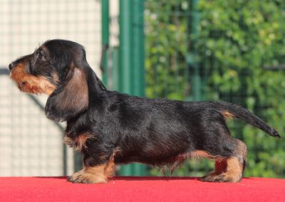 Cucciolata “V” di Casa Mainardi