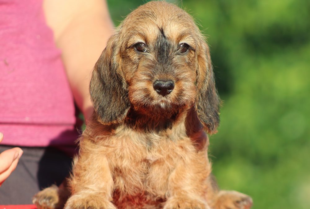 Cuccioli “V” di Casa Mainardi