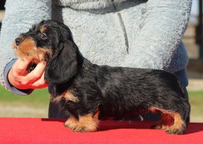 bassotto nero focato pelo duro