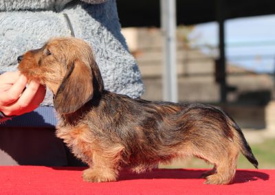 Cucciolata “A” di Casa Mainardi