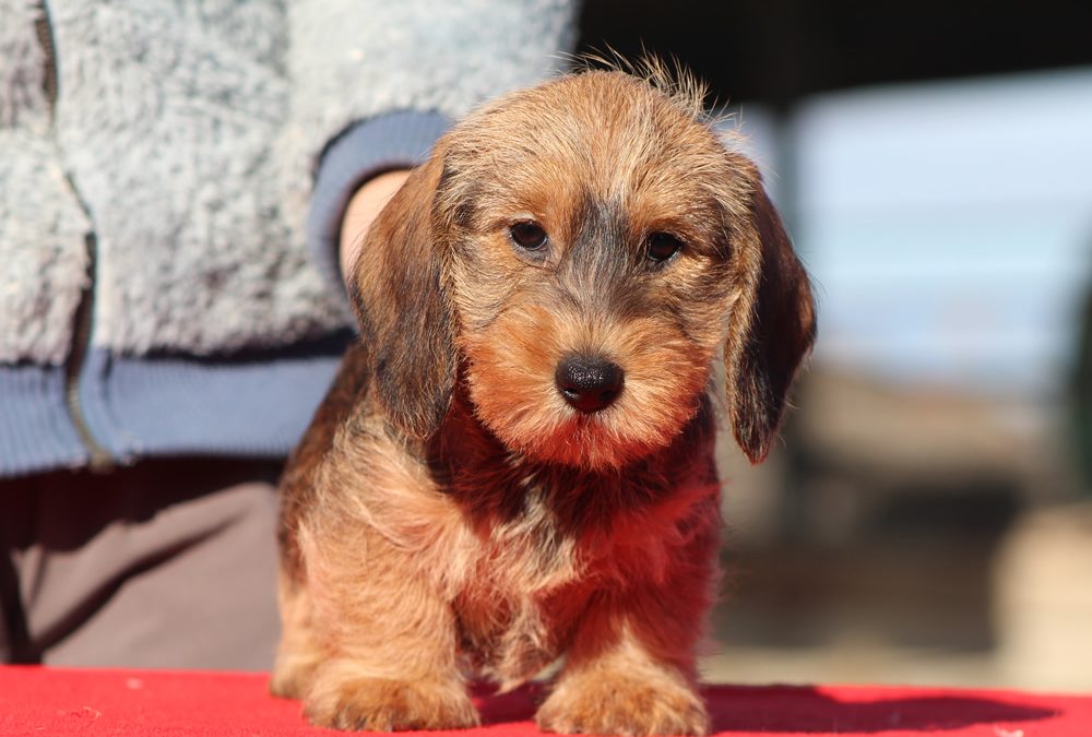 Cuccioli “A” e “B” di Casa Mainardi