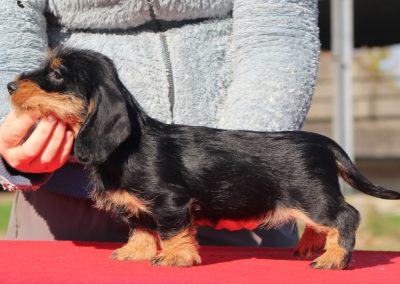 bassotto nero focato pelo duro