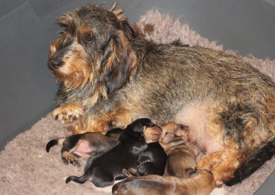 cuccioli bassotto pelo duro ispido ruvido colore cinghiale fogliasecca nerofocato taglia nana nano