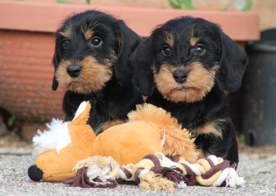 cuccioli bassotto tedesco pelo duro nano nero focato