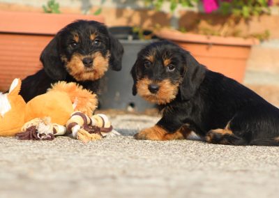 cuccioli bassotto pelo duro nero focato