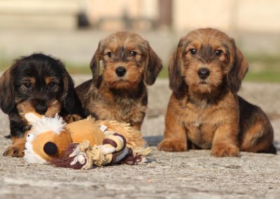 cuccioli bassotto pelo duro foglia secca e cinghiale