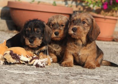 cuccioli bassotto pelo duro nano foglia secca e cinghiale